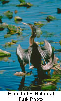 Anhinga