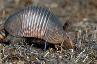 Armadillo