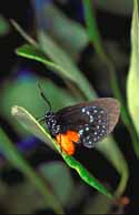 Florida Atala Butterfly