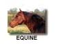 equine