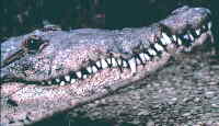 Crocodile head