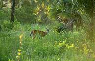 White-tailed Deer