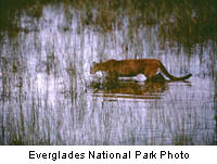 Florida Panther