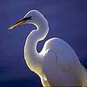 Great Egret