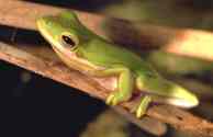 Green Treefrog