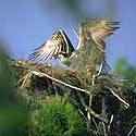 Osprey