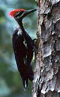 Pileated Woodpecker