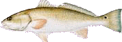 redfish2.GIF - 6.7 K