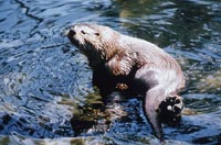 River Otter