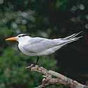 Royal Terns