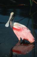 Roseate Spoonbill