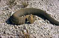 Water Moccasin