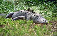 American Alligator