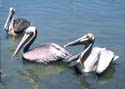 Brown Pelican