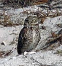 Florida Burrowing Owl