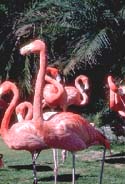 Flamingos