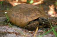 Gopher Tortoise