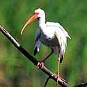 Ibis