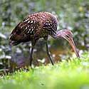 Limpkins