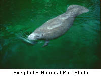 Manatees