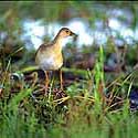 Clapper Rails