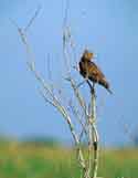 Red-shouldered Hawks