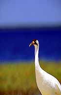 Whooping Crane