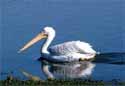 White Pelican