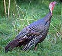 Wild Turkey