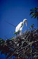 Wood Storks